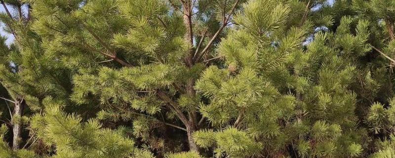 油松树的叶形，看起来像缝纫针