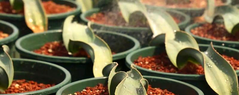 百岁兰能够百年不落叶的原因，生长地区水源充足为它提供了有利条件