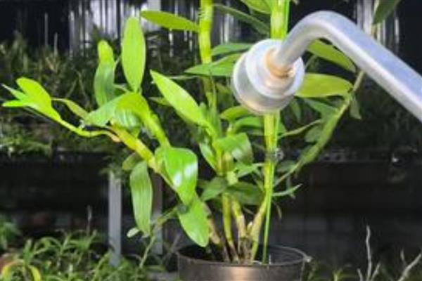 石斛的品种，常见的有铁皮石斛、霍山石斛等