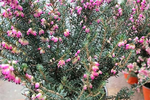 最冷血无情的花有哪些，有蓝雪花、欧石楠等