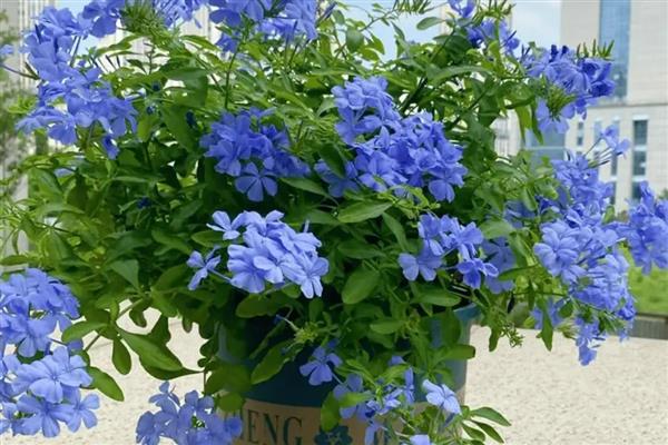 最冷血无情的花有哪些，有蓝雪花、欧石楠等