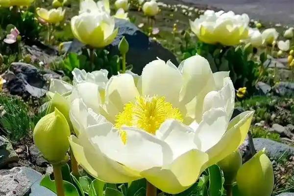 最冷血无情的花有哪些，有蓝雪花、欧石楠等