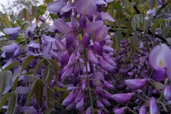 最冷血无情的花有哪些，有蓝雪花、欧石楠等
