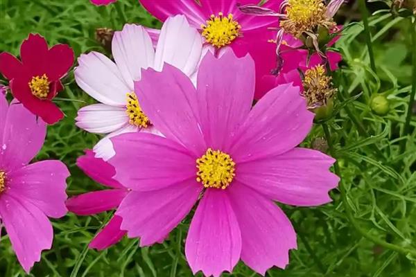 最冷血无情的花有哪些，有蓝雪花、欧石楠等
