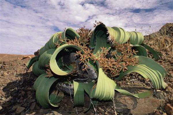 百岁兰能够百年不落叶的原因，生长地区水源充足为它提供了有利条件