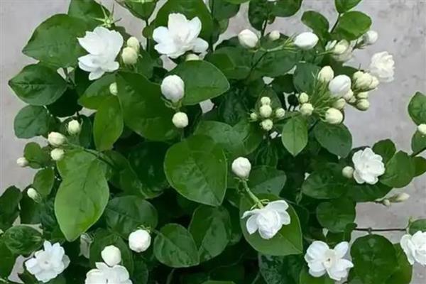 茉莉花是不是很香，在盛花期会散发出浓郁的香味