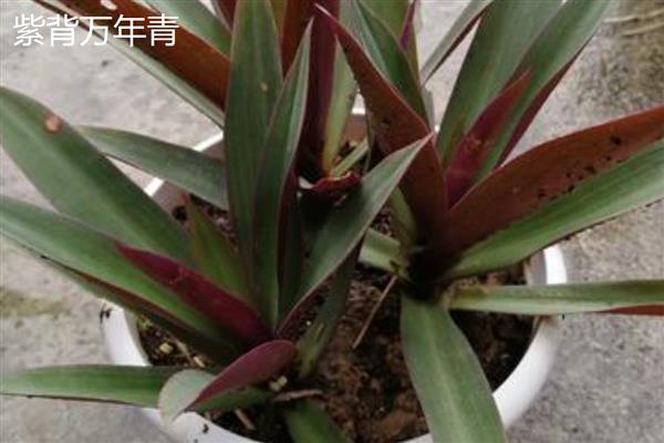 万年青有什么品种，常见的有中华万年青、紫背万年青等