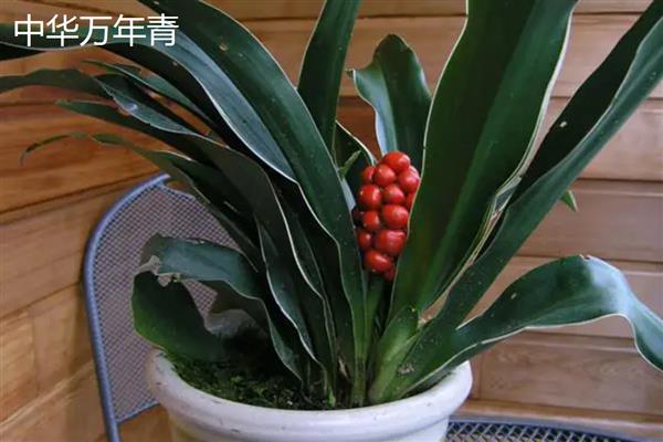 万年青有什么品种，常见的有中华万年青、紫背万年青等