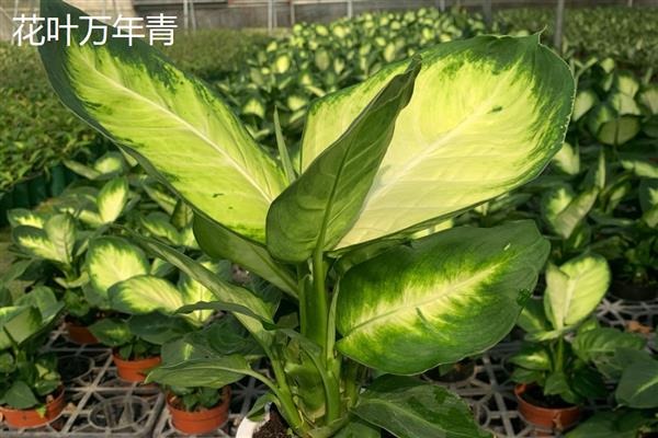 万年青有什么品种，常见的有中华万年青、紫背万年青等