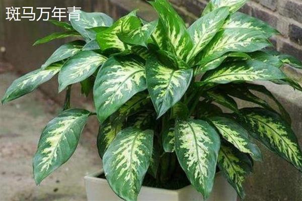 万年青有什么品种，常见的有中华万年青、紫背万年青等
