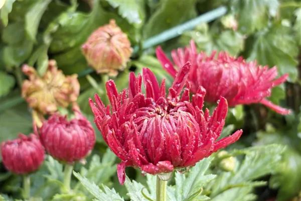 帝女花是哪种花，是菊花的别称