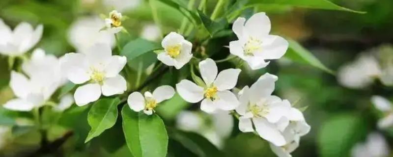 茉莉花是不是很香，在盛花期会散发出浓郁的香味
