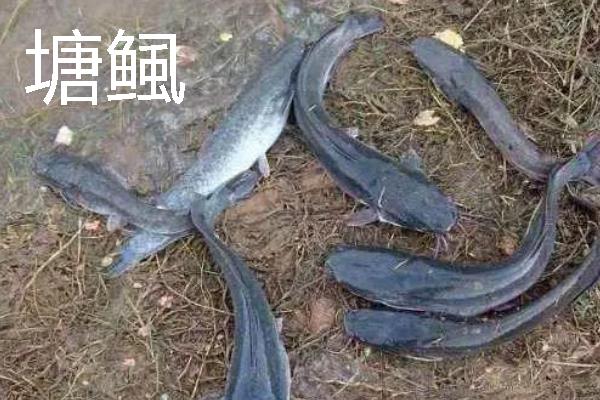 塘鲺和鲶鱼有何区别,胡须、背鳍、嘴巴等方面不同