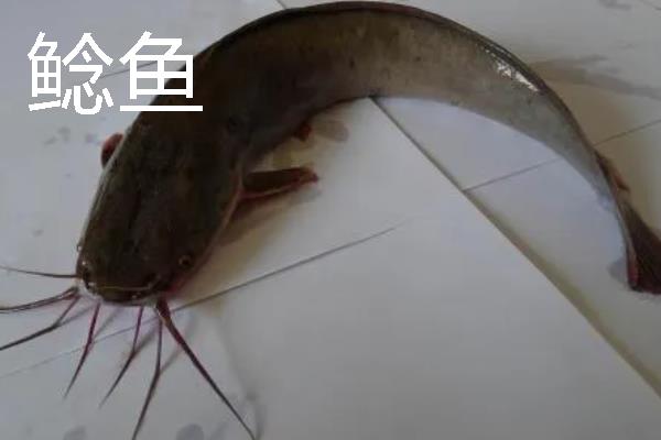 塘鲺和鲶鱼有何区别,胡须、背鳍、嘴巴等方面不同