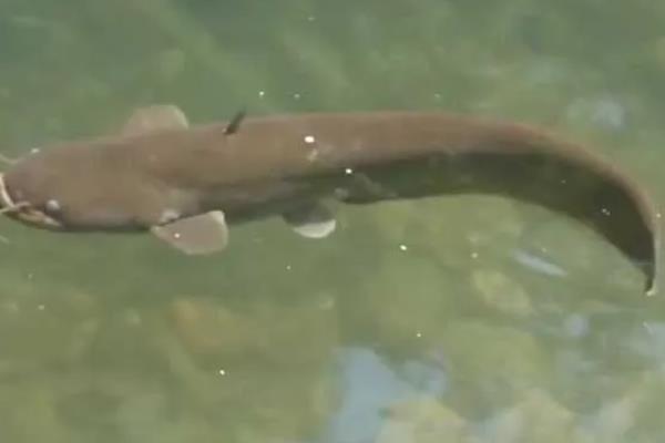 塘鲺和鲶鱼有何区别,胡须、背鳍、嘴巴等方面不同