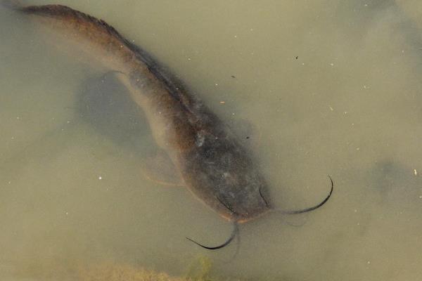 塘鲺和鲶鱼有何区别,胡须、背鳍、嘴巴等方面不同