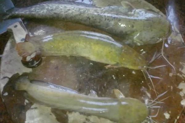 塘鲺和鲶鱼有何区别,胡须、背鳍、嘴巴等方面不同