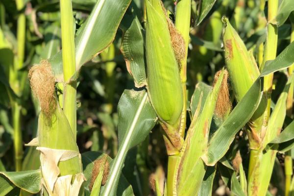 先甜5号(英文名Sugar75)玉米品种的特性,(2)一般每亩留苗3000株