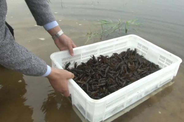 小龙虾什么时候放苗，经过肥水处理和安全试验后再投放