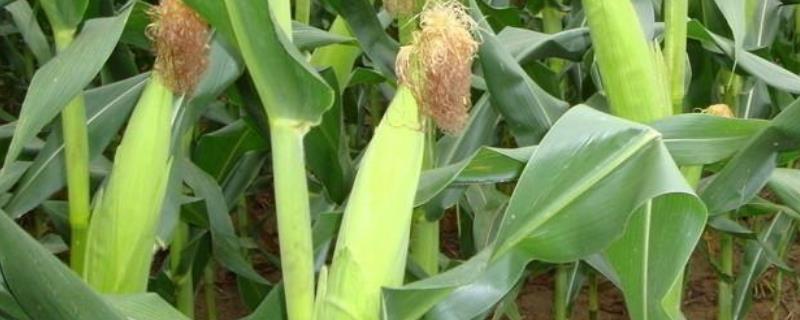 先甜5号(英文名Sugar75)玉米品种的特性，(2)一般每亩留苗3000株