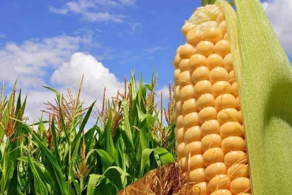 先甜5号(英文名Sugar75)玉米品种的特性,(2)一般每亩留苗3000株