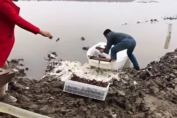 小龙虾什么时候放苗，经过肥水处理和安全试验后再投放