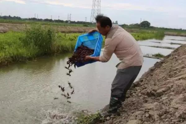 小龙虾什么时候放苗，经过肥水处理和安全试验后再投放