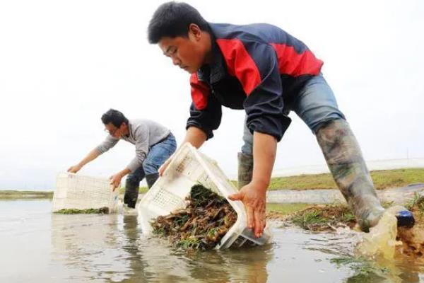 小龙虾什么时候放苗，经过肥水处理和安全试验后再投放