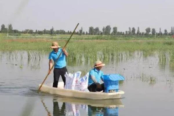 小龙虾什么时候放苗，经过肥水处理和安全试验后再投放