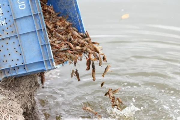 小龙虾什么时候放苗，经过肥水处理和安全试验后再投放