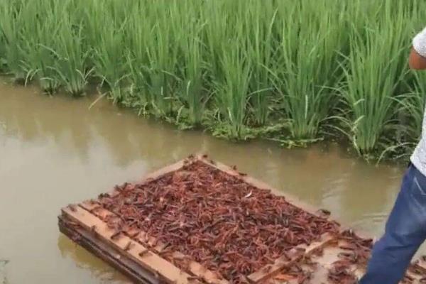 小龙虾什么时候放苗，经过肥水处理和安全试验后再投放