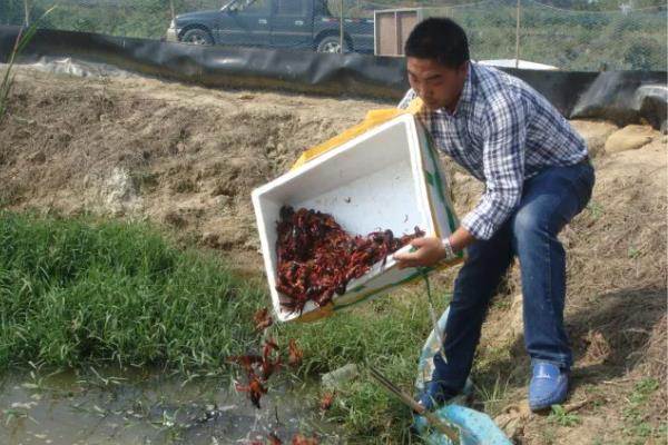 小龙虾什么时候放苗，经过肥水处理和安全试验后再投放
