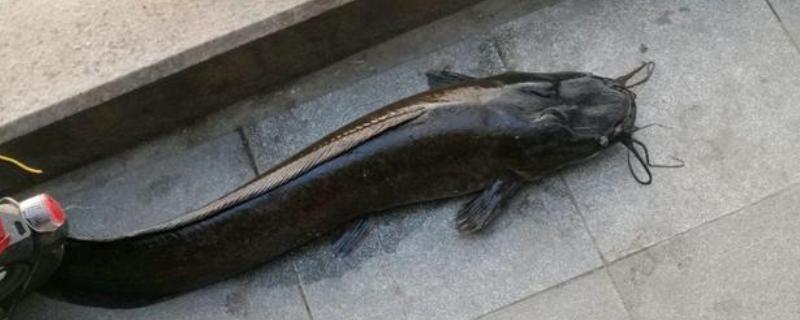 塘鲺和鲶鱼有何区别，胡须、背鳍、嘴巴等方面不同