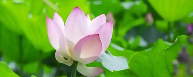 哪些水生植物可以净化水质，常见蒲草、水葱、芦苇等品种