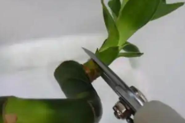富贵竹如何修剪，可以直接把富贵竹顶端剪掉