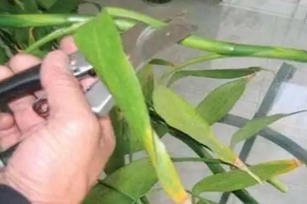 富贵竹如何修剪，可以直接把富贵竹顶端剪掉