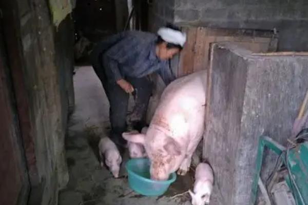 母猪怀孕两个月不吃食如何解决，需根据发生原因采取对应措施