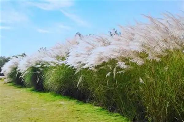 哪些水生植物可以净化水质，常见蒲草、水葱、芦苇等品种