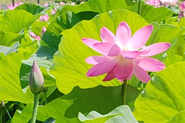 哪些水生植物可以净化水质，常见蒲草、水葱、芦苇等品种