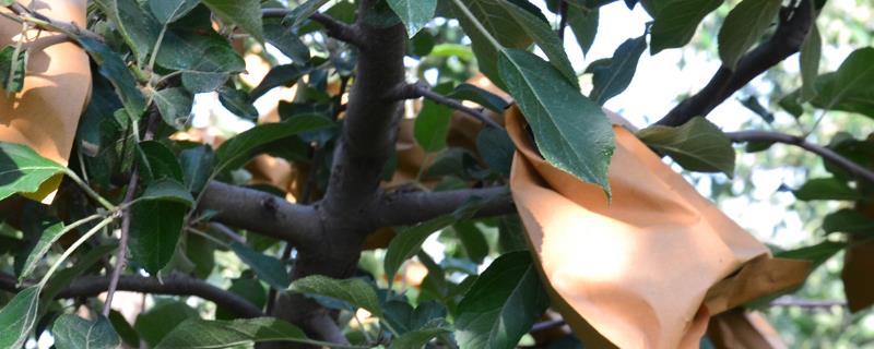 套袋红富士苹果如何管理，注意基肥要早追肥要巧