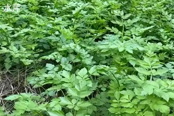 哪些水生植物可以净化水质，常见蒲草、水葱、芦苇等品种