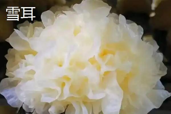 银耳的生长环境，主要长在温暖潮湿的腐木中