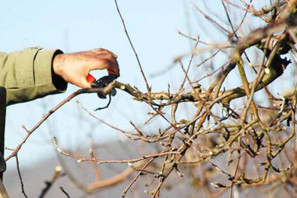 套袋红富士苹果如何管理，注意基肥要早追肥要巧