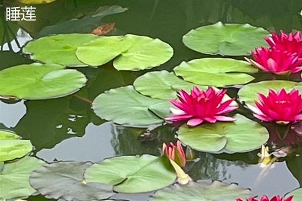 哪些水生植物可以净化水质，常见蒲草、水葱、芦苇等品种