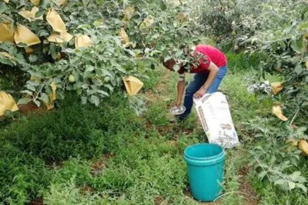 套袋红富士苹果如何管理，注意基肥要早追肥要巧