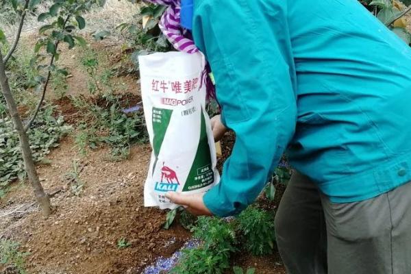 套袋红富士苹果如何管理，注意基肥要早追肥要巧