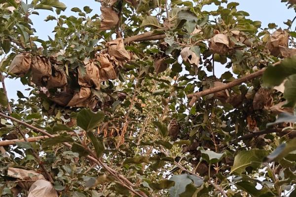 套袋红富士苹果如何管理，注意基肥要早追肥要巧