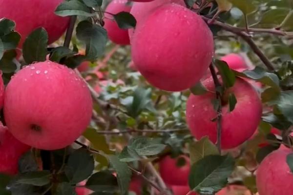 套袋红富士苹果如何管理，注意基肥要早追肥要巧