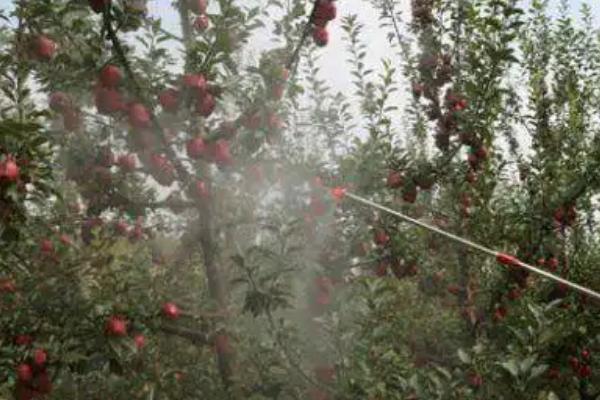 套袋红富士苹果如何管理，注意基肥要早追肥要巧