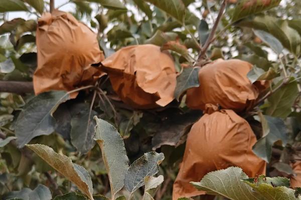 套袋红富士苹果如何管理，注意基肥要早追肥要巧